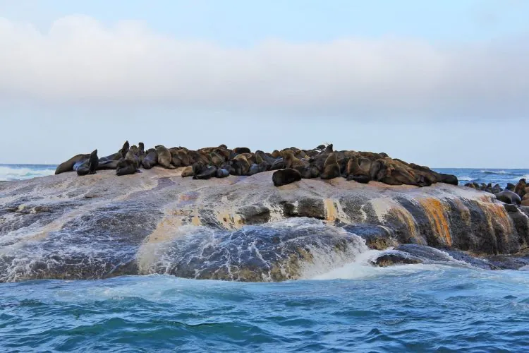 A group of seals rests on a large, rocky outcrop surrounded by ocean waves under a cloudy sky—an iconic scene from Seal Island, a South Africa bucket list destination.