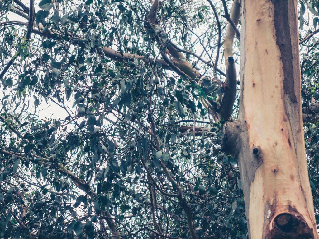 A close-up view of a tree trunk and branches covered with dense green leaves, with light filtering through the foliage in the background—a tranquil scene you might encounter along a great ocean road itinerary.