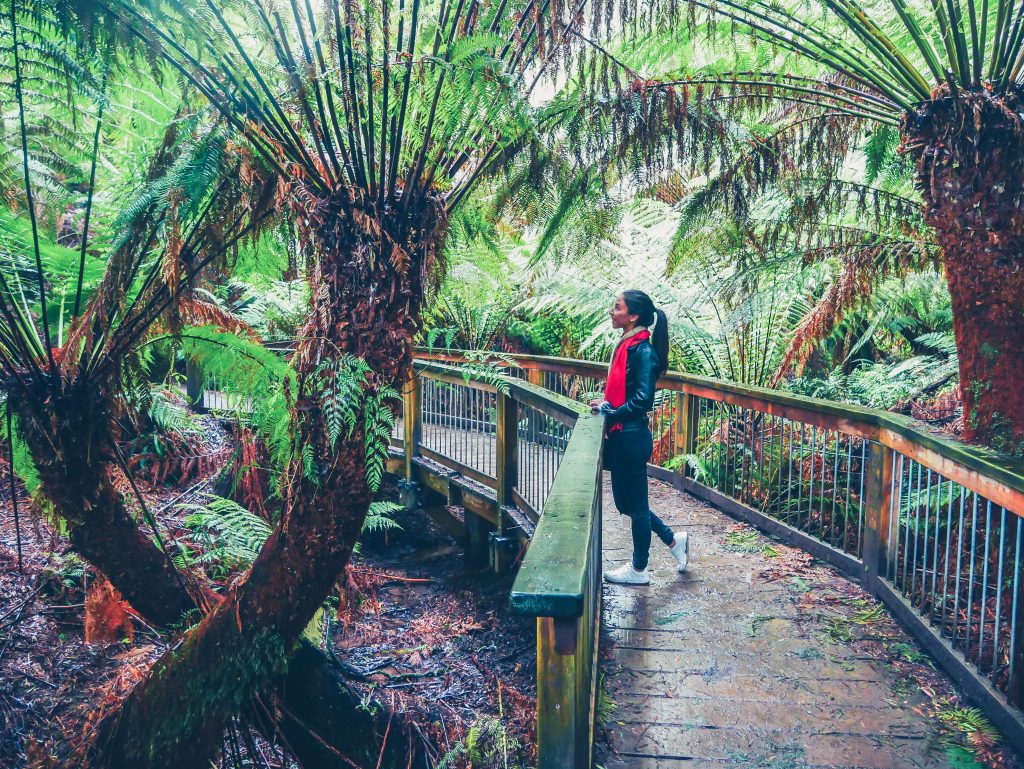 A person wearing a red scarf stands on a wooden bridge surrounded by lush, green ferns and trees in the dense, tropical forest of Otway National Park.