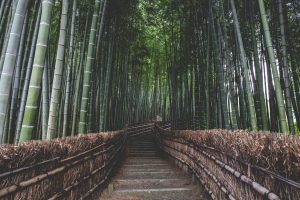Japan Bucket List | The Arashiyama Bamboo Grove