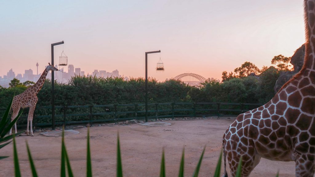 Taronga Zoo The Roar and Snore Experience Kelana by Kayla